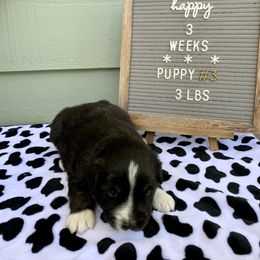 Miniature Australian Shepherd Puppies from 5 Star Mini Aussies