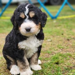 Bernedoodle and Bernese Mountain Dog Puppies from NW Bernedoodles of Washington