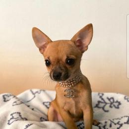 Coco - Fawn and white female Chihuahua puppy in Monterey County, California from Dei’s Chihuahuas