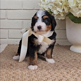 Capri - Tri-color female Bernedoodle puppy in Russell Springs, Kentucky from 270 Doodles