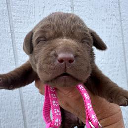 Pink - Chocolate female Labrador Retriever puppy in Newton Grove, North Carolina from Wayalife Labradors & Gsp’s