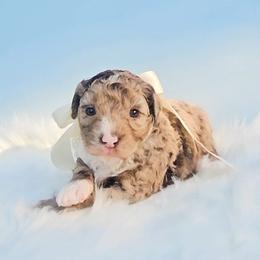 Honey - Chocolate merle female Bernedoodle puppy in Russell Springs, Kentucky from 270 Doodles