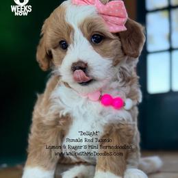 Delight - Red female Bernedoodle puppy in Orange, Texas from Walk with Me Doodles