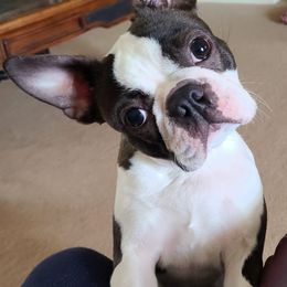Kadee - Boston Terrier