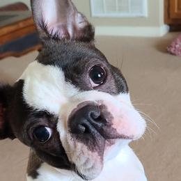 Kadee - Boston Terrier