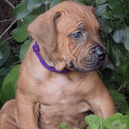 Purple - Brown female Boerboel puppy in Naples, New York from Freedom Boerboels LLC
