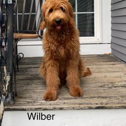 Goldendoodle All Grown Up from Lance Doodle Farm