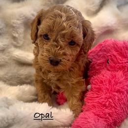 Opal - Apricot female Poodle puppy in Traverse City, Michigan from Riyem Wildflower Farms