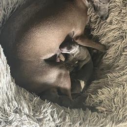 Italian Greyhound Puppies from Fisher Link