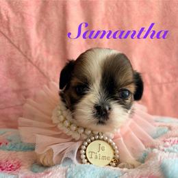 Samantha - Red and white female Shih Tzu puppy in Hemet, California from Aloha Shih Tzu