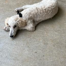 River - Cream male Poodle puppy in Osyka, Mississippi from Southern Sunshine Standards