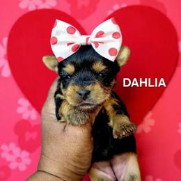 DAHLIA - Black and tan female Yorkshire Terrier puppy in Eastpointe, Michigan from TLC Kennels TenderLittleCuties