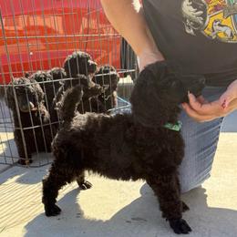 Birdie - Black female Poodle puppy in Hesperia, California from Whitesock Standard Poodles