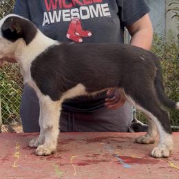 Oasis - female Alaskan Husky puppy in Wasilla, Alaska from Story Kennel