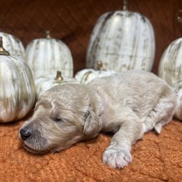 Girl 2 - female Goldendoodle puppy in Alton, Missouri from Roberts Farm Doodles