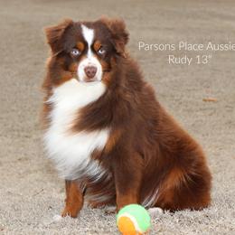 Rudy - Toy Australian Shepherd