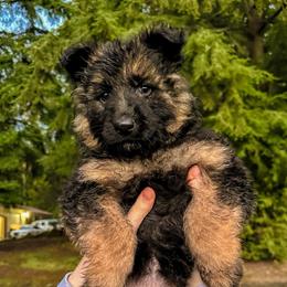 Purple Sugar Plum - Black and red female German Shepherd puppy in Bonney Lake, Washington from German Shepherds Von Washington