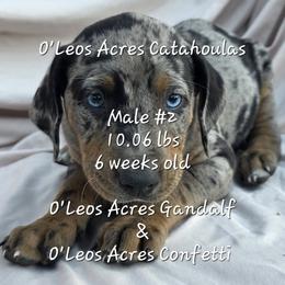 MALE -2 - Blue merle male Catahoula Leopard Dog puppy in Perry, Florida from O'Leos' Acres Catahoulas