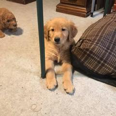 Golden Retriever and Goldendoodle Puppies from Deer Creek Goldens