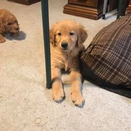 Golden Retriever and Goldendoodle Puppies from Deer Creek Goldens
