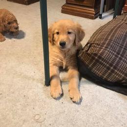 Golden Retriever and Goldendoodle Puppies from Deer Creek Goldens