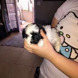 Layla - White female Poodle puppy in Winter Haven, Florida from Polk County Peekapoos
