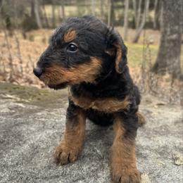 Miss Gray - Black and tan female Airedale Terrier puppy in Mooresville, North Carolina from Farm 55