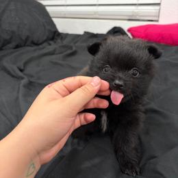 Boy - Black male Pomeranian puppy in Jurupa Valley, California from Furry poms