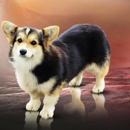 Belle - Pembroke Welsh Corgi