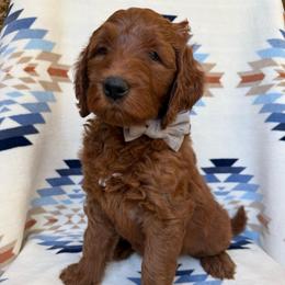 Keala ( Gray collar boy) - Red  male Goldendoodle puppy in Phelan, California from High Desert Doodles - the original