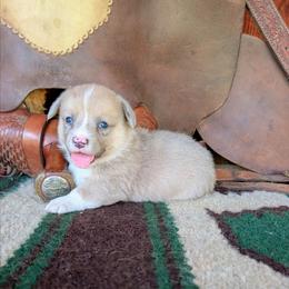 Almanzo Wilder - Fawn merle male American Corgi puppy in Paden, Oklahoma from Sunray Ranch