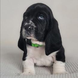 Jamie - Black and white male Basset Hound puppy in Surprise, Arizona from Howlin Hounds