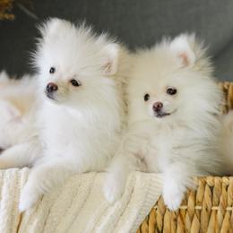 Pomeranian Puppies from Pomeranian Puppies