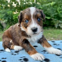 Boy 2 - Brown merle male Aussiedoodle puppy in Hillsboro, Illinois from Perfect Paws Puppies