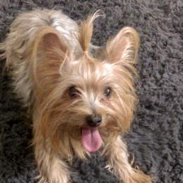 Camila - Yorkshire Terrier