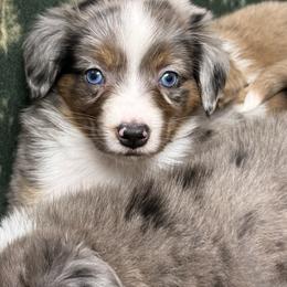 Giblet - Blue merle male Miniature Australian Shepherd puppy in Buchanan, Georgia from Stanleyville Farm Mini Aussies