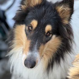 Jack - Collie