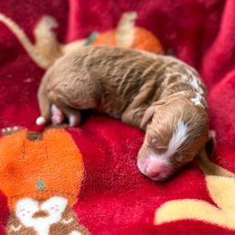 Izzy - Red  female Goldendoodle puppy in Warsaw, Ohio from Lovabledoodles