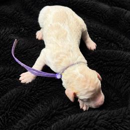 Angel - Cream female Poodle puppy in Washington, Pennsylvania from Patriotic Poodles
