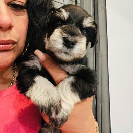 Boy-1 black lightning - Black male Miniature Schnauzer puppy in Lehigh Acres, Florida from Regency Schnauzer
