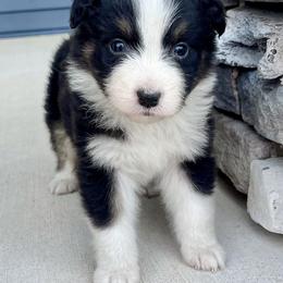 Willa - Black tri-color female Australian Shepherd puppy in Loda, Illinois from Pilcher Farms