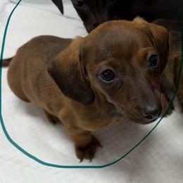 Earth - Brindle female Dachshund puppy in London, Kentucky from Kentucky Bluegrass Wirehair Dachshunds
