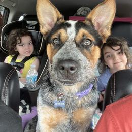 Australian Cattle Dog and Dachshund All Grown Up from Australian Cattle Cuties and littles