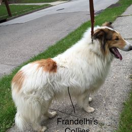 Sauvigon - Collie