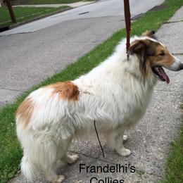 Sauvigon - Collie