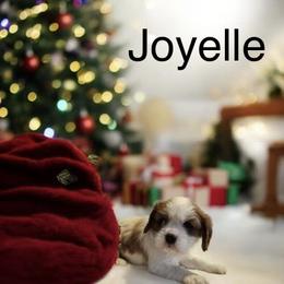 Joyelle - Blenheim female Cavalier King Charles Spaniel puppy in Sacramento, California from Blueberry Hill Cavaliers