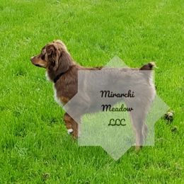 Pearl - Miniature Australian Shepherd