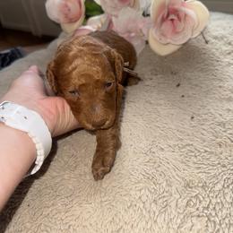 Girl 4 - female Poodle puppy in Winterville, Georgia from Villa Rosa Poodles