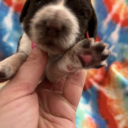 Grey collar liver and white ROAN - Liver and white male English Springer Spaniel puppy in Jamestown, Kentucky from Waterworks Springers
