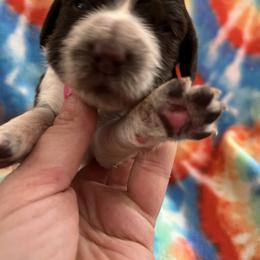 Grey collar liver and white ROAN - Liver and white male English Springer Spaniel puppy in Jamestown, Kentucky from Waterworks Springers